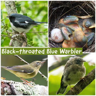 Black-throated Blue Warbler